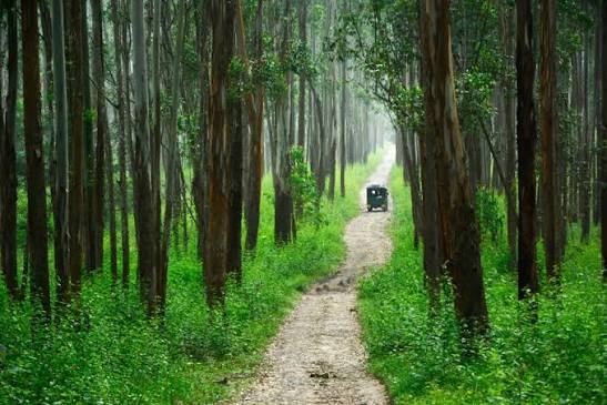 Muthanga Forest - Muthanga Forest M999+JRJ, Wayanad, Muthanga, Kerala 673592, India