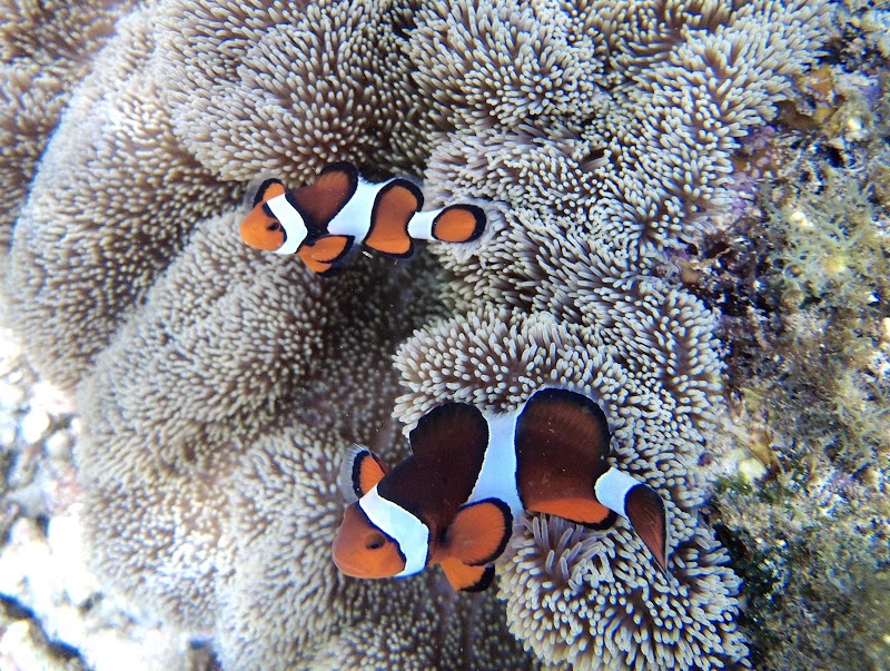 Apo Island Marine Sanctuary - Apo Island Marine Sanctuary, Philippines