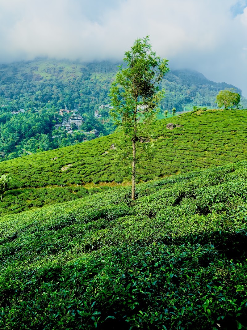 TEA & SKY MUNNAR - TEA & SKY MUNNAR Tea Nagar Rd, Chithirapuram, Kerala 685565, India