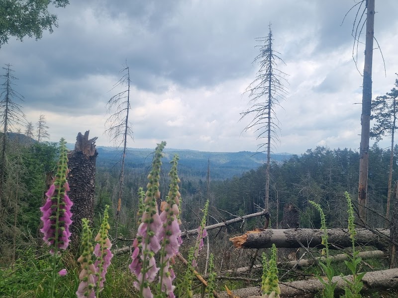 Lynx' Path / Gabriela's Trail - Lynx' Path / Gabriela's Trail 405 02 Hřensko-Děčín 2, Czechia