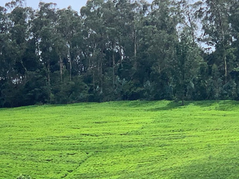 Banacombai Tea Plantations Pvt Ltd - Banacombai Tea Plantations Pvt Ltd, 5/74, Banacombai Tea Plantations Billicombai PO, Kattabettu, Kagguchi, Tamil Nadu 643214, India