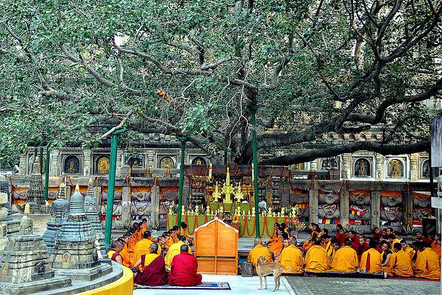 Bodhgaya Bodhi Tree - Bodhgaya Bodhi Tree Mocharim, Bodh Gaya, Bihar 824231, India