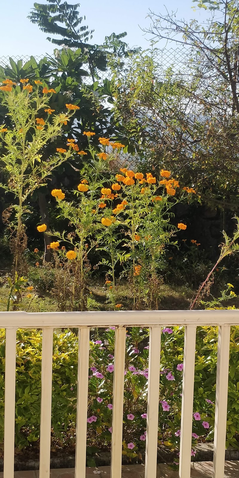 Cosy Homes Villa BnB Homestay - Cosy Homes Villa BnB Homestay, Talla, Gethiya, Naina Range, Uttarakhand 263127, India