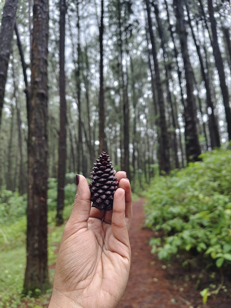 Lower Pine Forest - Lower Pine Forest MW4Q+VQ2, Vedikuzhi, Kolahalamedu, Keralam 685501, India