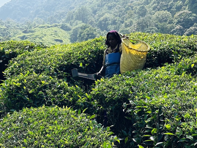 Talayar Tea Factory - Talayar Tea Factory 5442+FV8, Kannan Devan Hills, Kerala 685614, India