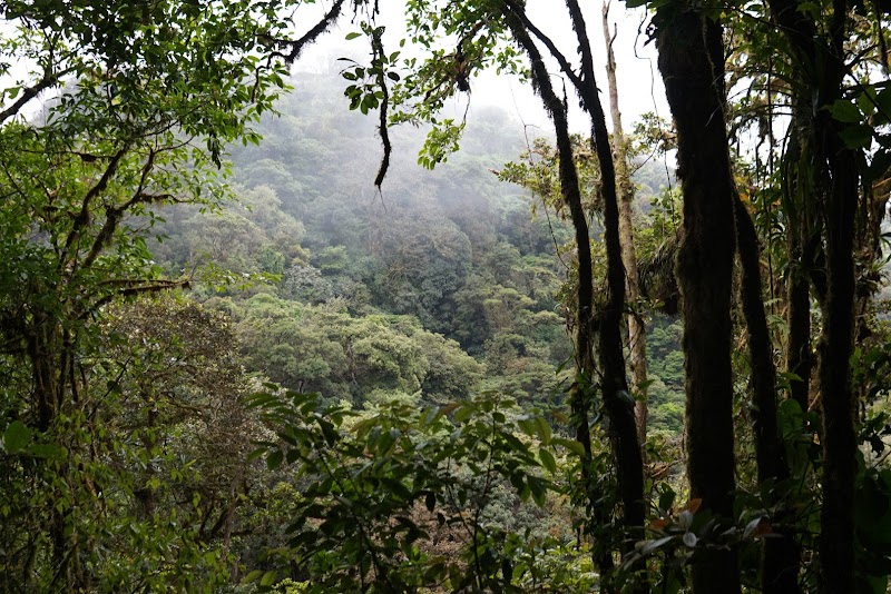 Monteverde Night Tour By Pablo’s Natural Tour - Monteverde Night Tour By Pablo’s Natural Tour, Provincia de Puntarenas, Santa Elena, 60109, Costa Rica