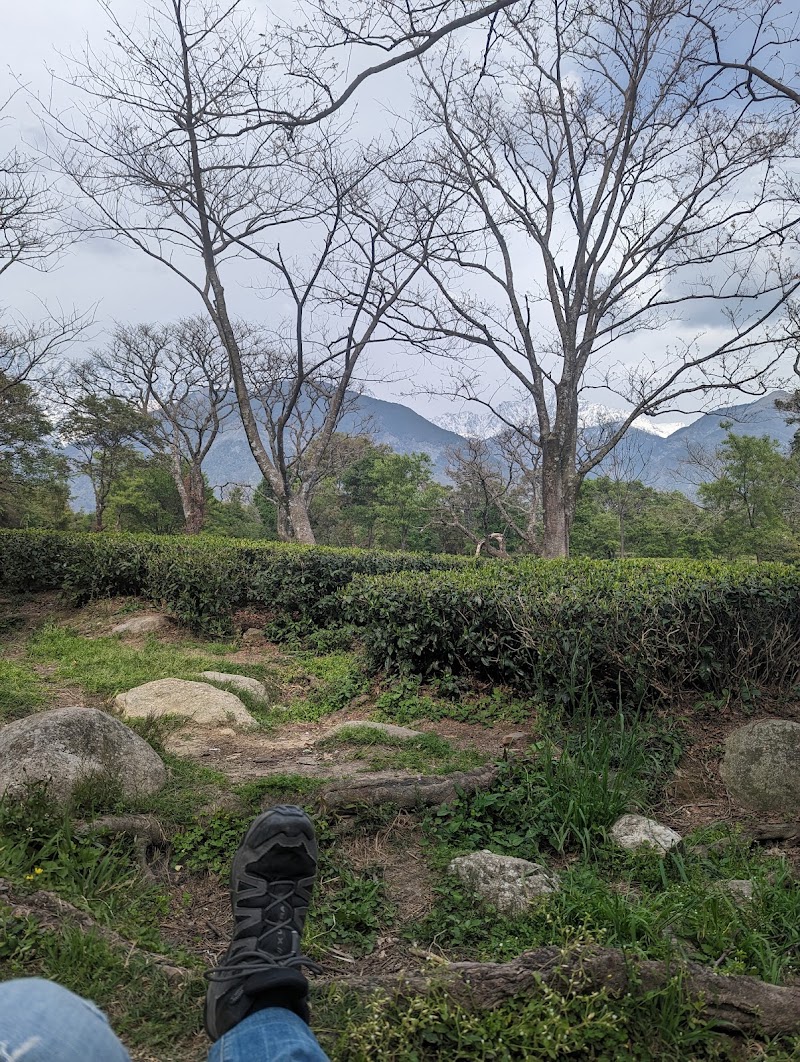 Dhouladhar Tea Garden - Dhouladhar Tea Garden, 682X+2HM, Dharamsala Rd, Dari, Gabli Dar, Hodal, Himachal Pradesh 176215, India