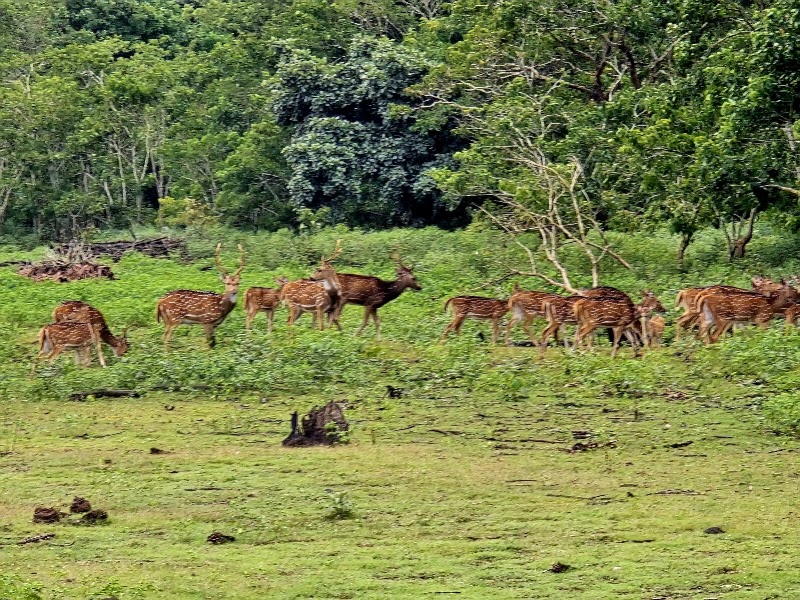 Kakanakote Safari Center, Dammanakatte Mysuru - Kakanakote Safari Center, Dammanakatte Mysuru, 2774+FP2, SH 33, Manchegowdanahalli, Antharasanthe, Karnataka 571114, India
