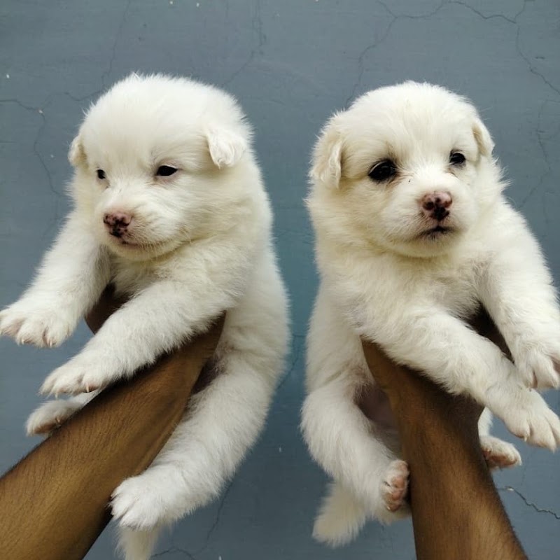 Doggyz HuB Dmt - Doggyz HuB Dmt, Aama talab road, Rudri Road, indoor stadium, ke pass, Ekta Nagar, Itwari Bazar, Dhamtari, Chhattisgarh 493773, India