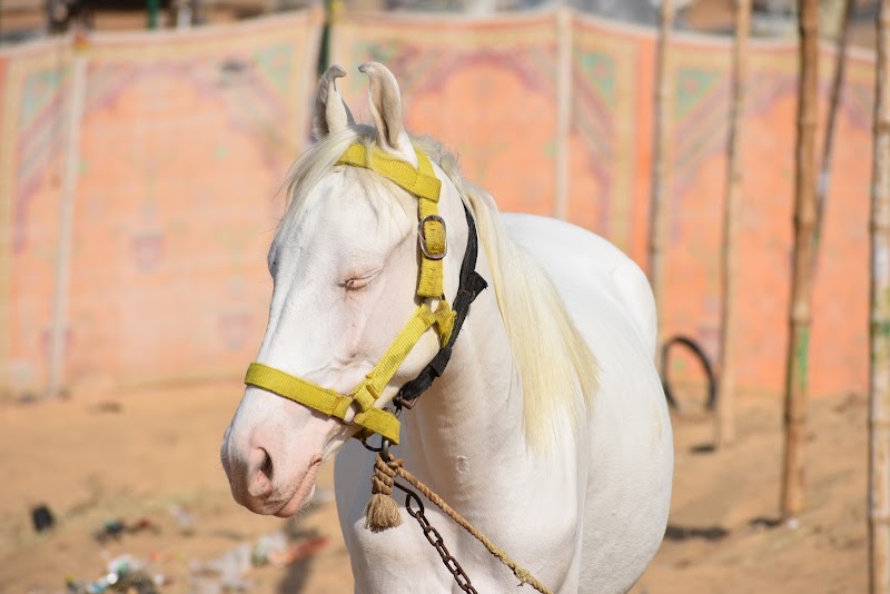 Pushkar Camel Safari - Pushkar Camel Safari, Ajmer - Nagaur Rd, opp. Civil Court, near Railway Patak , Pushkar, Pushkar, Rajasthan 305022, India