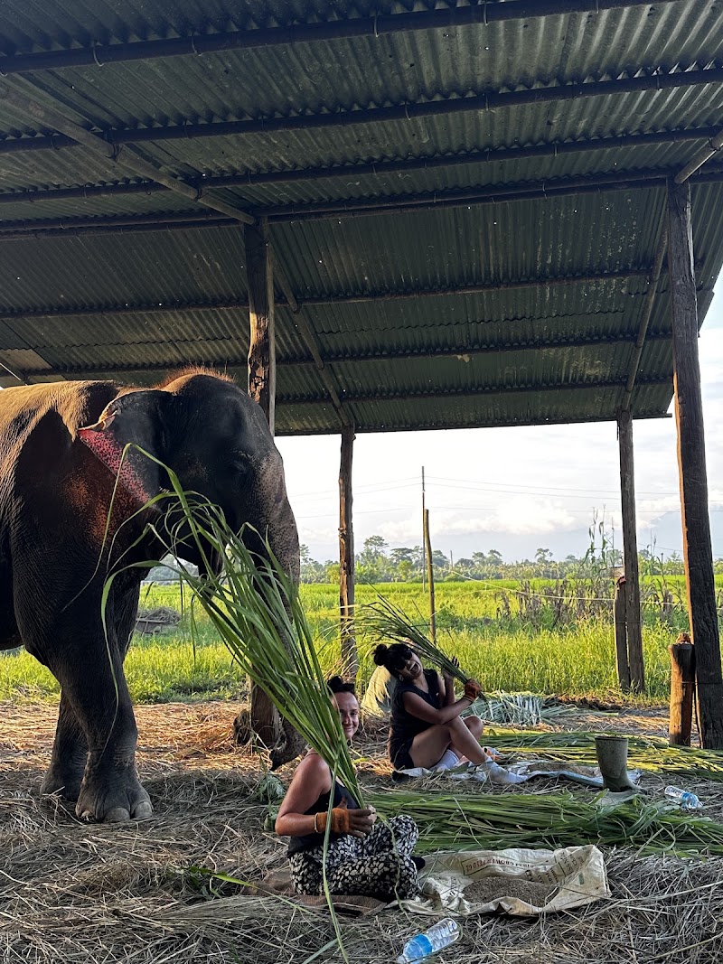 Elephant Care Nepal - Elephant Care Nepal Baadreni Road, Ratnanagar 44200, Nepal