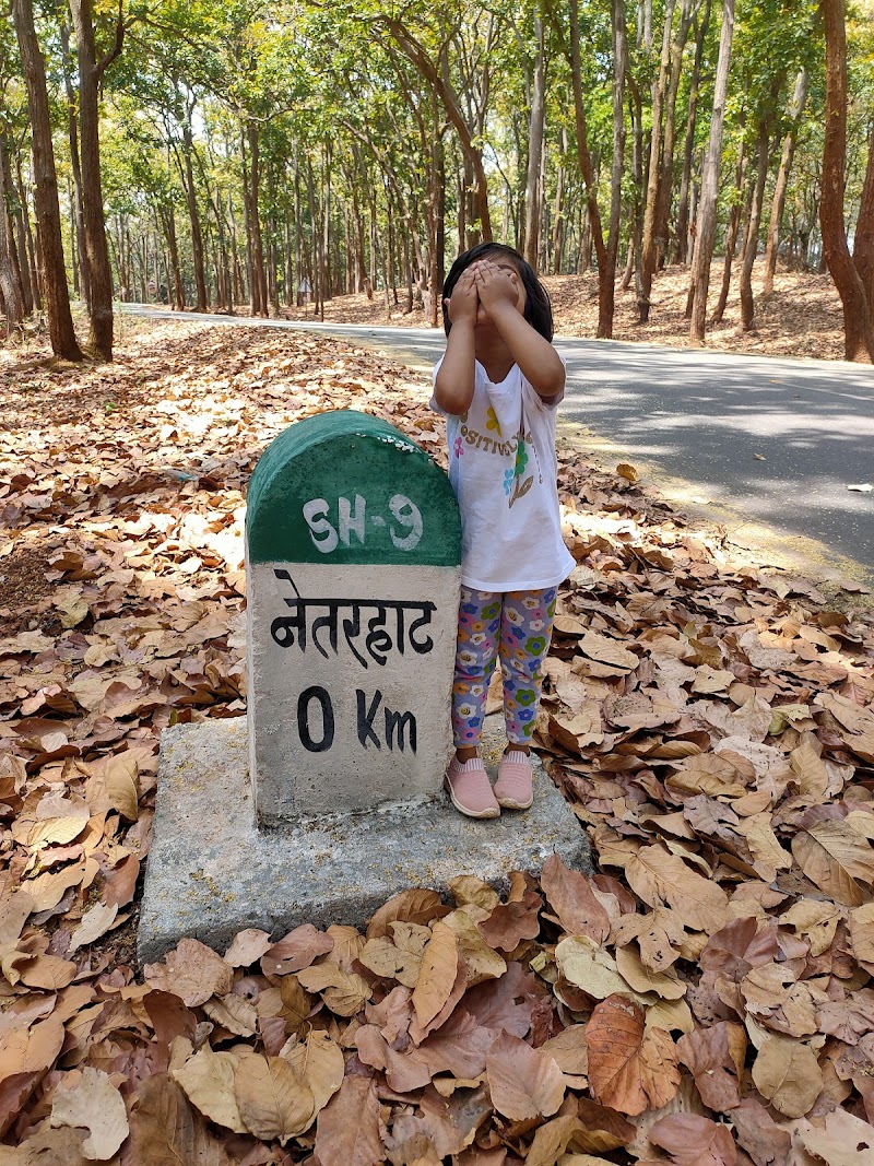 Saal and pine forest - Saal and pine forest F79G+864, Birjiatoli, Jharkhand 835218, India