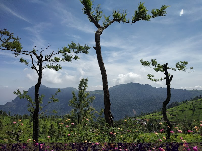 Tea Garden Tour - Tea Garden Tour 9R2C+8GP, Dolphin's Nose Rd, Alwarpet, Burliyar, Tamil Nadu 643102, India