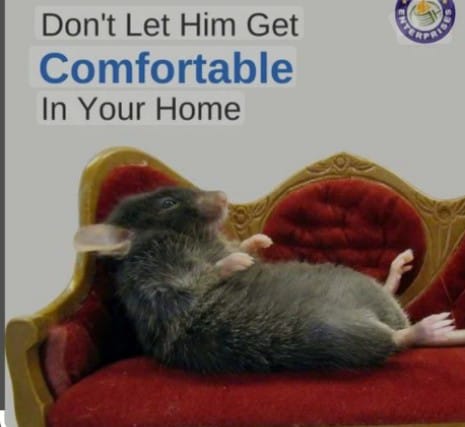 Gems pest control Termite Control - Gems pest control Termite Control, 252, 6th Main Rd, opp. to one of, Mico Layout, BTM Layout 2nd Stage, BTM Layout, Bengaluru, Karnataka 560076, India