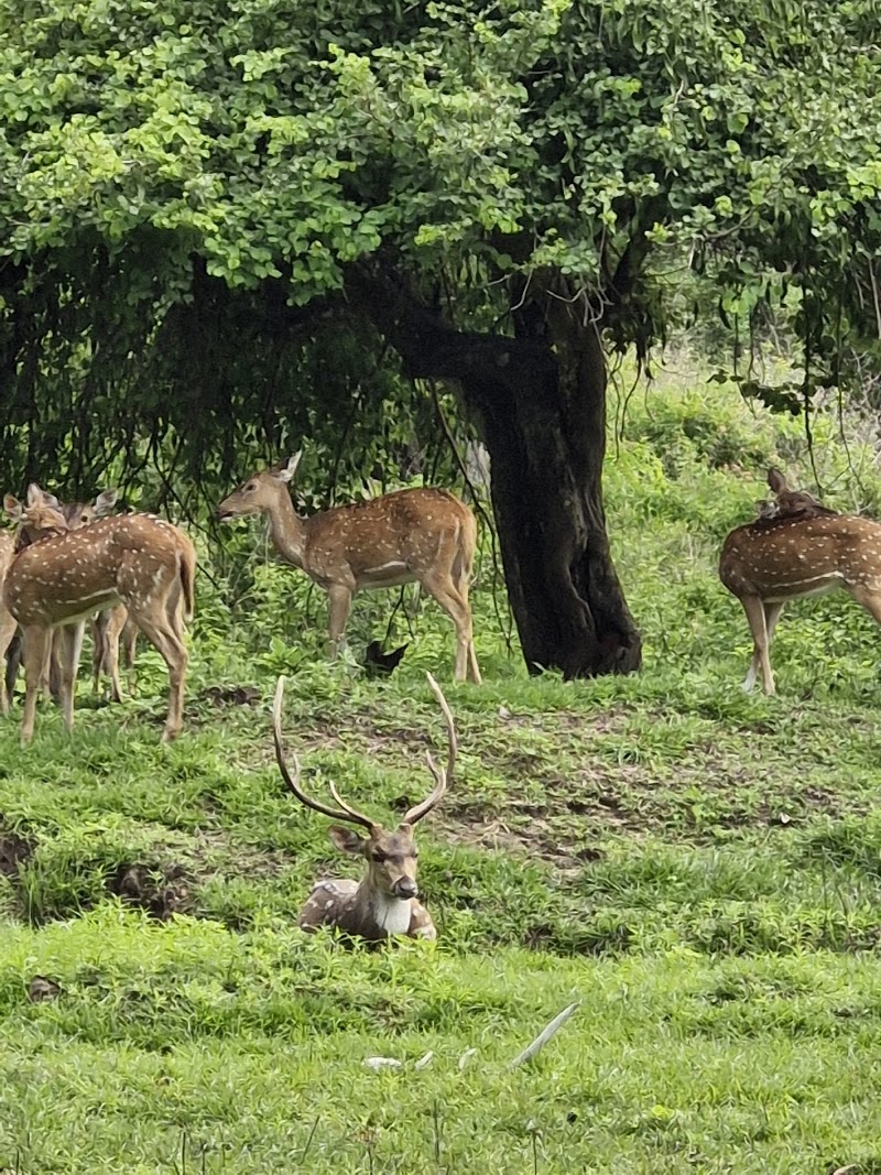 Bandipura Tiger Reserve Forest Department Guest House - Bandipura Tiger Reserve Forest Department Guest House MJ8H+XCX, Bandipur, Karnataka 571126, India
