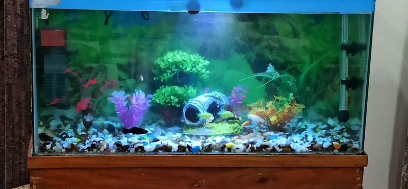 AR Fish hub - AR Fish hub, Street No. 1, Kohka, Bhilai, Chhattisgarh 490023, India