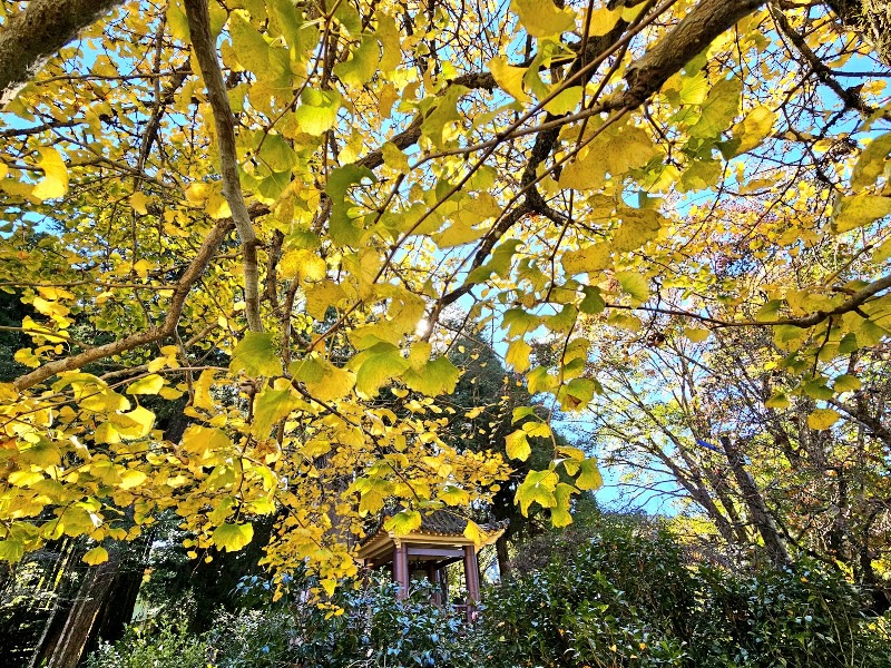 Ciyun Temple - Ciyun Temple 605, Taiwan, Chiayi County, Alishan Township, Xianglin Village, 香林村44號
