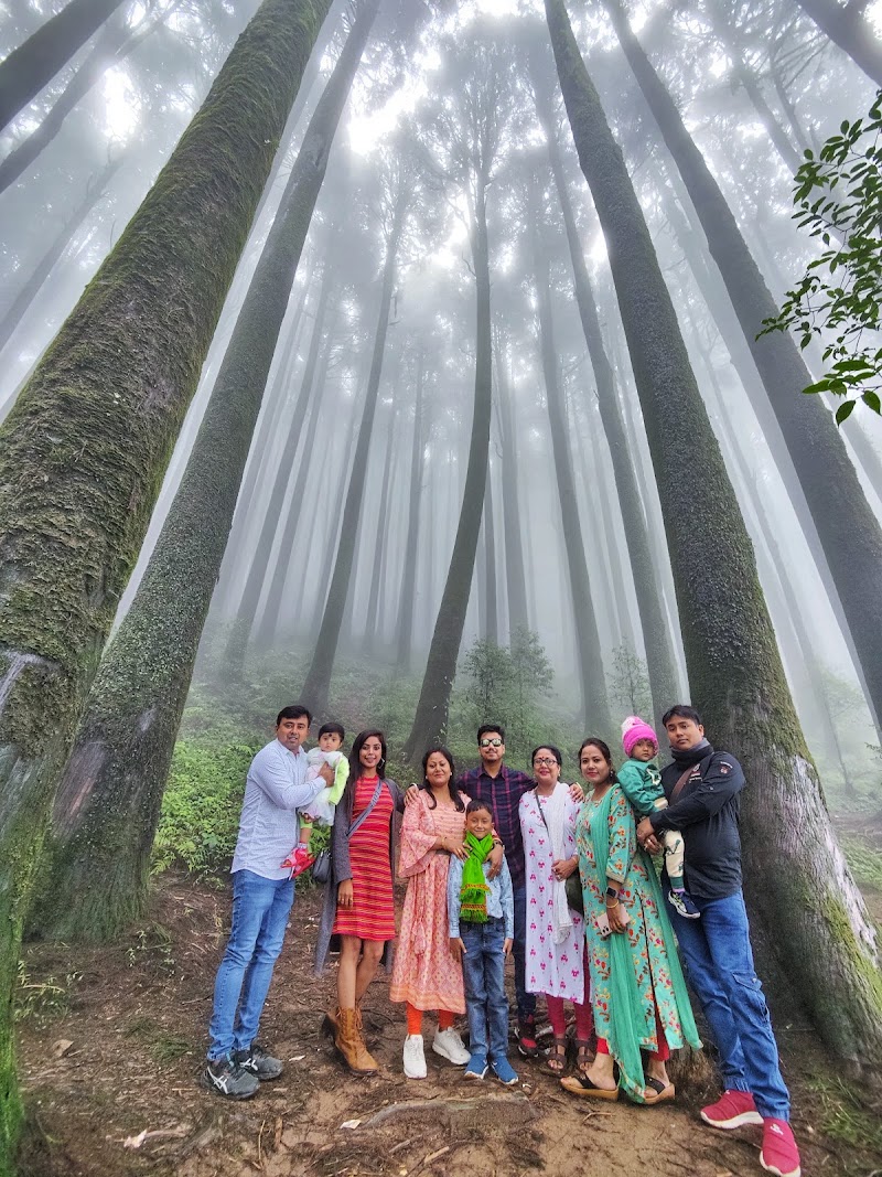 Pine View Spot - Pine View Spot 256P+H3, Ghoom Pahar Forest, West Bengal 734221, India