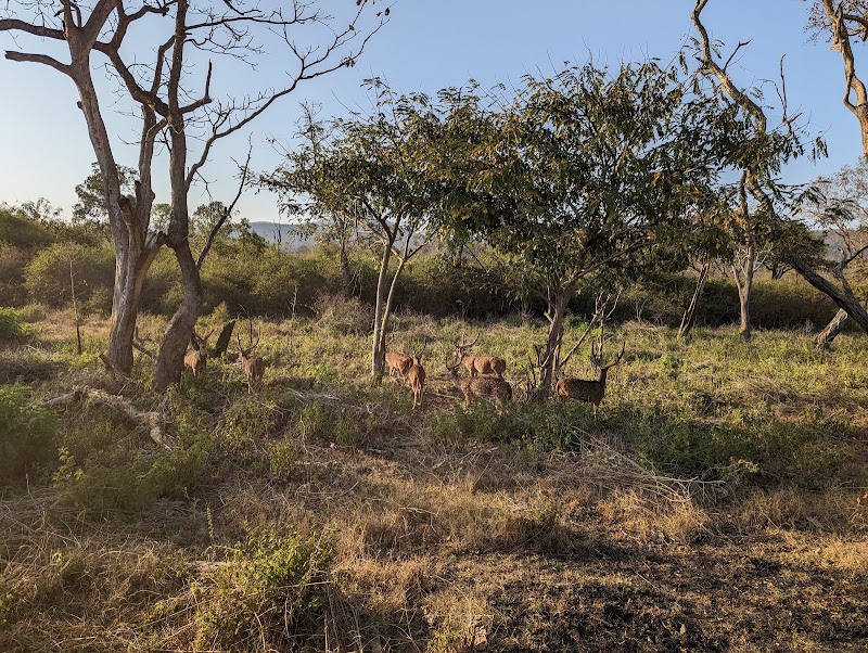 Bandipur National Park - Bandipur National Park Karnataka, India