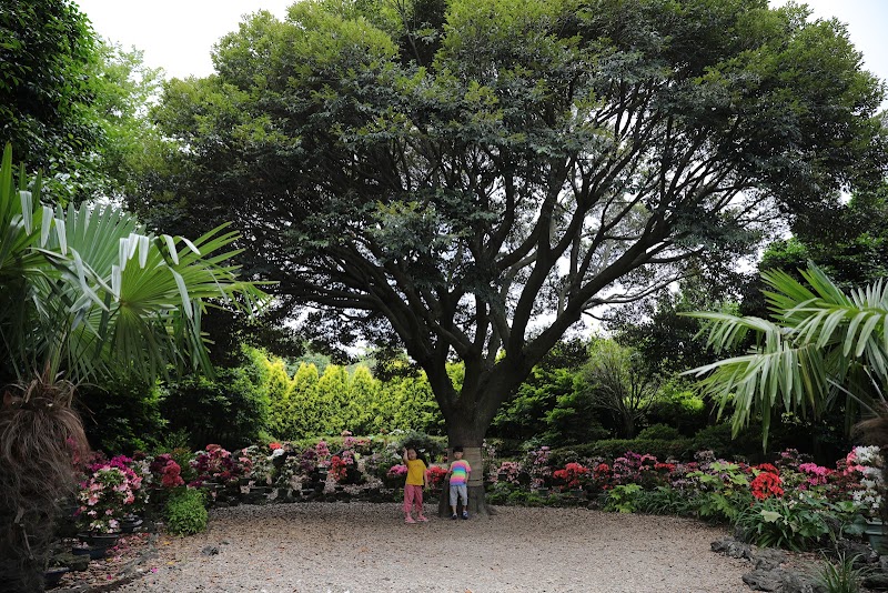 Camellia Hill Botanical Garden - Camellia Hill Botanical Garden, 166 Byeongak-ro, Andeok-myeon, Seogwipo, Jeju-do, South Korea