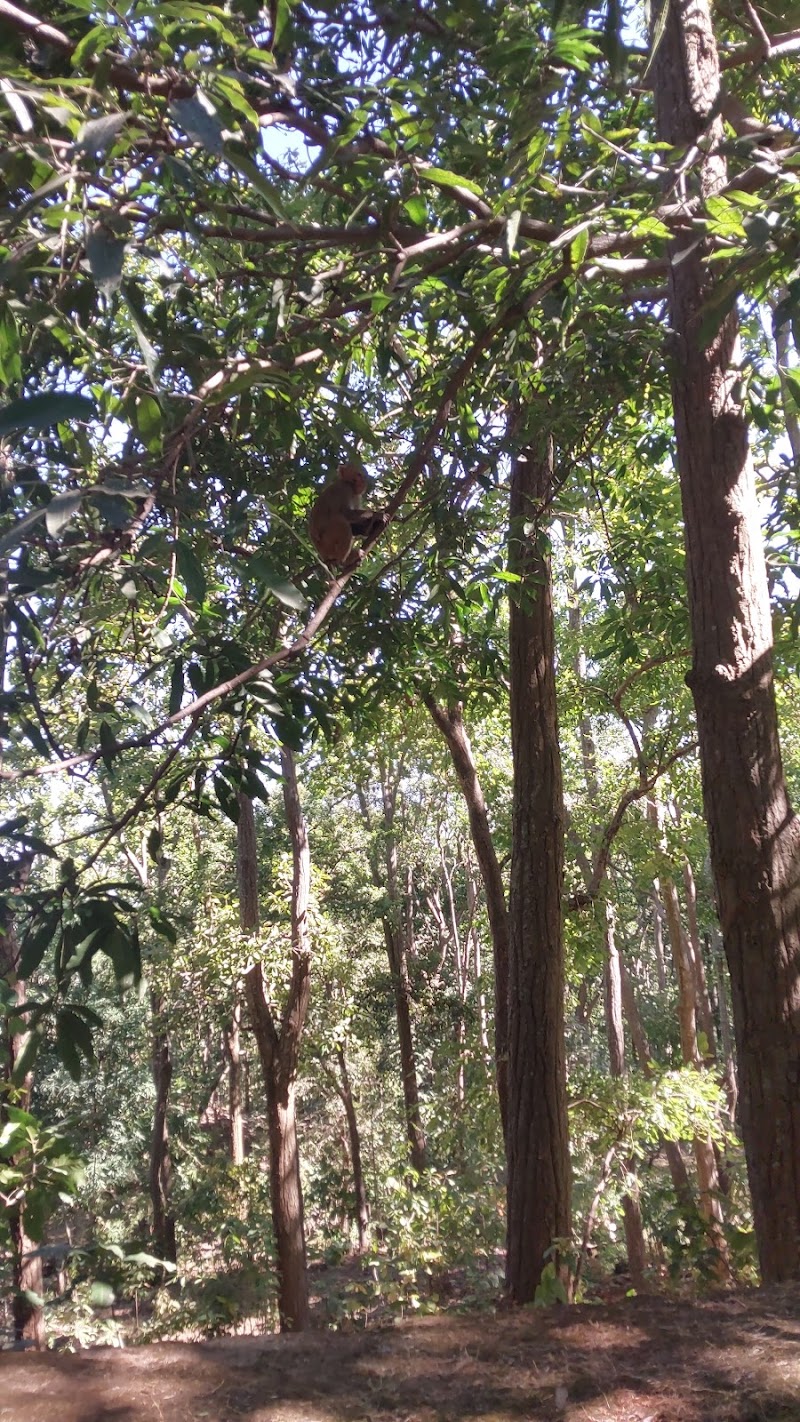 Saal and pine forest - Saal and pine forest F79G+864, Birjiatoli, Jharkhand 835218, India