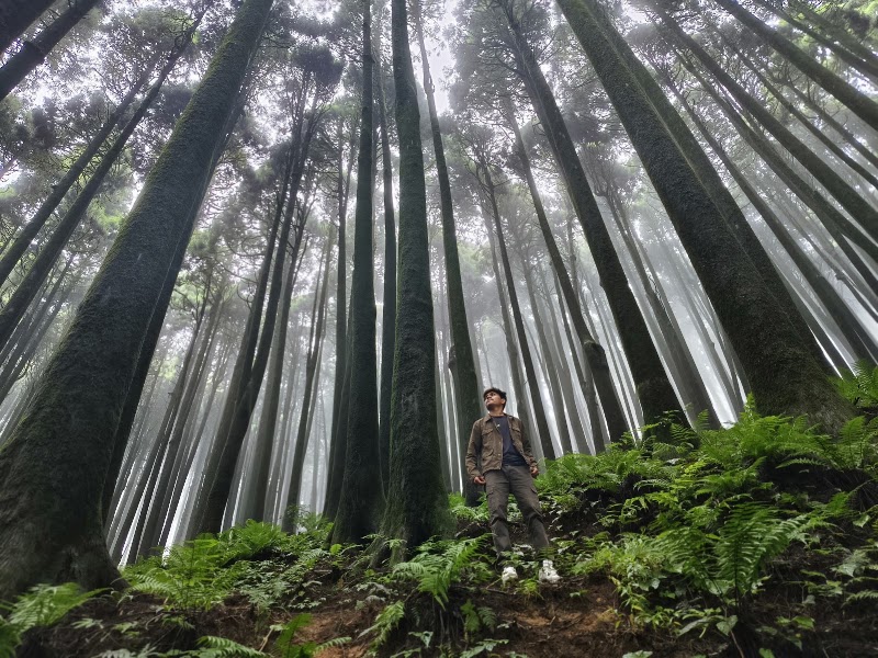 Pine forest - Pine forest 257X+45R, Sukhia Pokhri Road, Lepcha Jagat, Ghoom Pahar Forest, West Bengal 734221, India