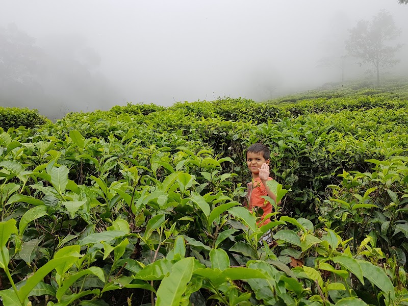 Tea Garden Tour - Tea Garden Tour 9R2C+8GP, Dolphin's Nose Rd, Alwarpet, Burliyar, Tamil Nadu 643102, India