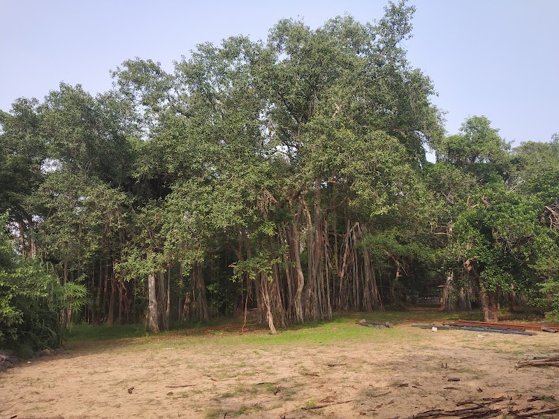 Adyar Banyan Tree - Adyar Banyan Tree, 2769+487, Schwarz Ave, Theosophical Society, Besant Nagar, Chennai, Tamil Nadu 600020, India