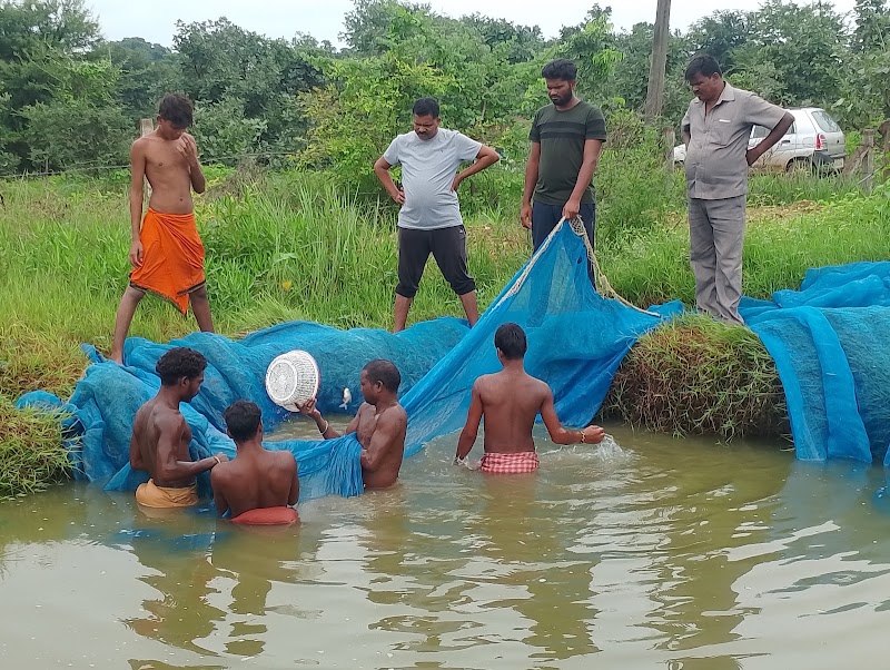 JP FISH AND FISH SEEDS FARM - JP FISH AND FISH SEEDS FARM, Ch, Bhalumunda, Chhatrang, Odisha 767060, India