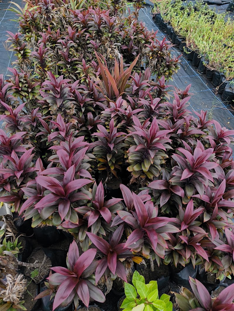 P.N.Nursery and Bio Agro. Product - P.N.Nursery and Bio Agro. Product, Ward no.2, near Ganpati Nagar, Railway Colony, Balod, Chhattisgarh 491226, India