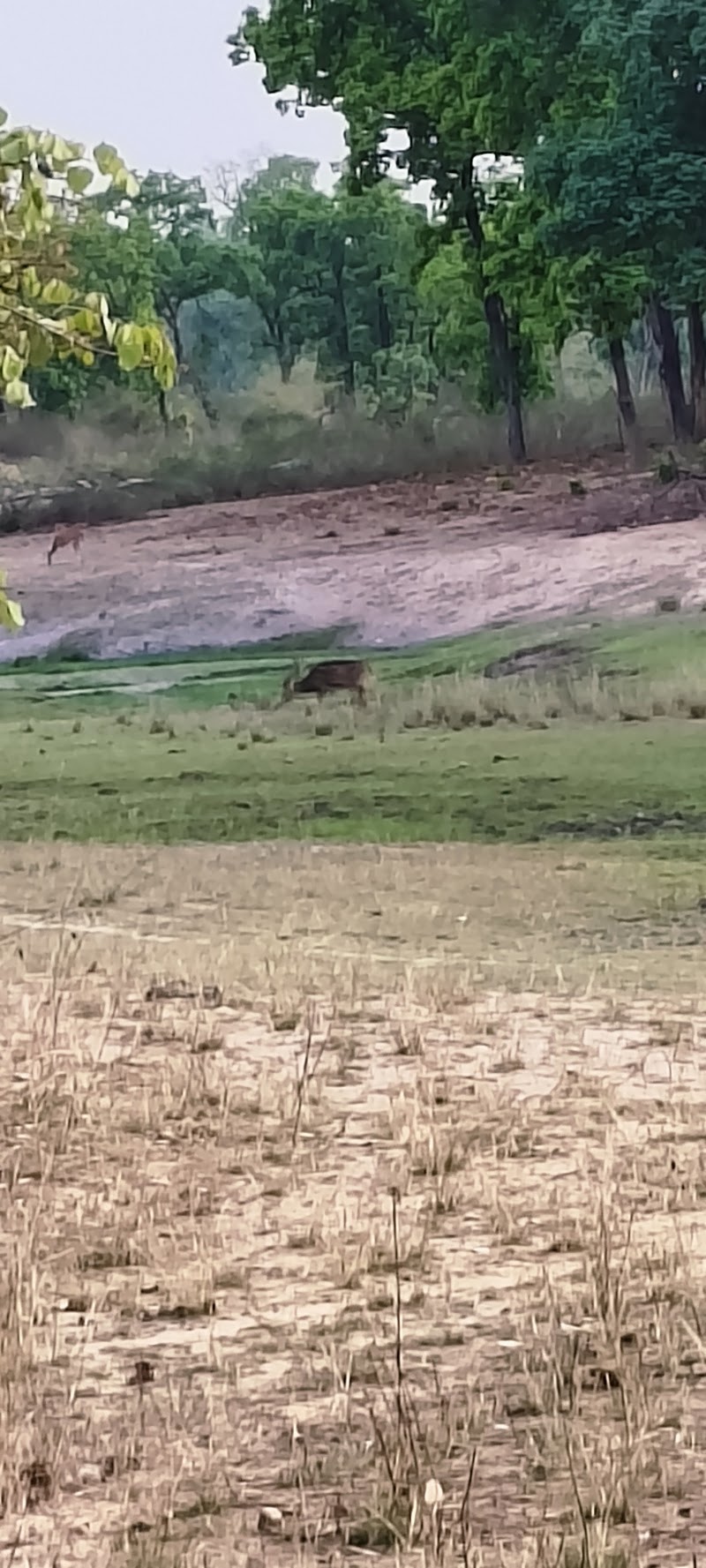 Panpatha Wildlife Sanctuary - Panpatha Wildlife Sanctuary, V245+RMG, SH10, Panpatha, Madhya Pradesh 484661, India