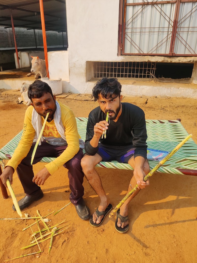 Gaushala - Gaushala HFQR+27, Chirula, Madhya Pradesh 475661, India