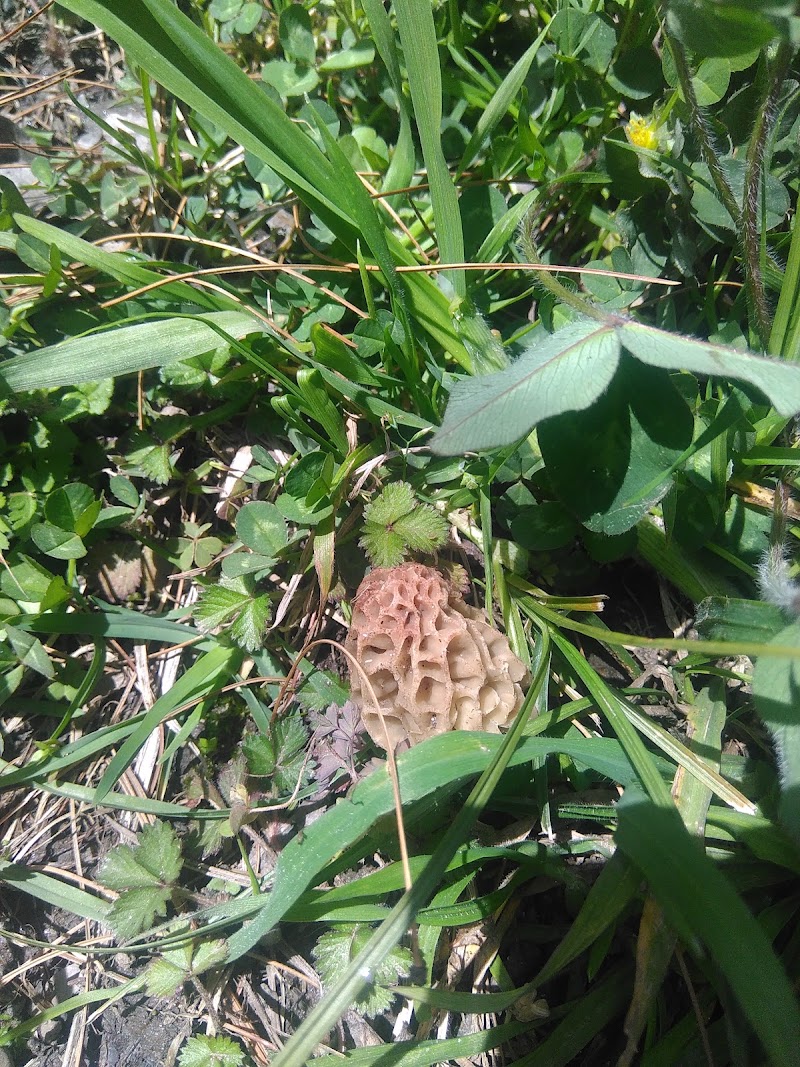Karam Orchard, Sumbli - Karam Orchard, Sumbli, near Pangan Gompa Road, Baragran, Manali, Himachal Pradesh 175129, India