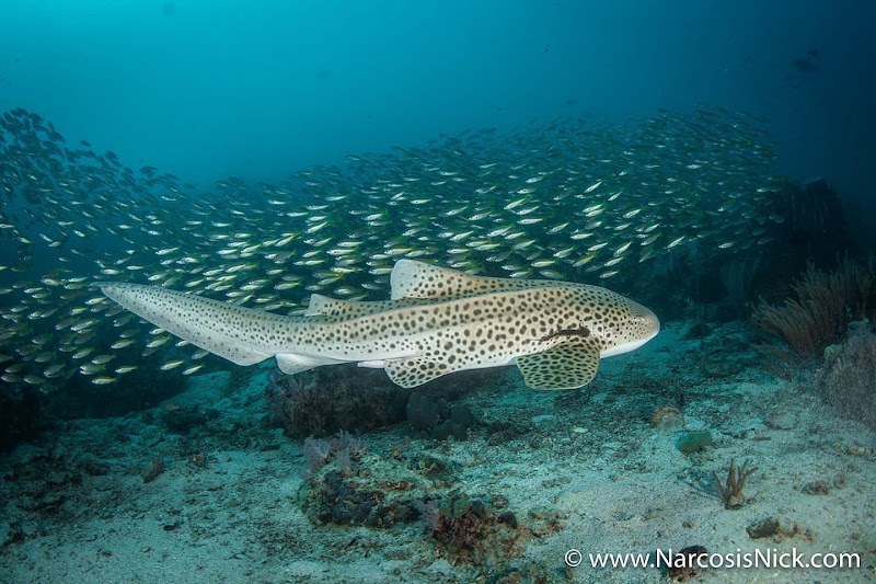 Lanta Diver – Koh Lanta Diving and Snorkeling - Lanta Diver – Koh Lanta Diving and Snorkeling 259, 2, Tambon Sala Dan, Amphoe Ko Lanta, Chang Wat Krabi 81150, Thailand