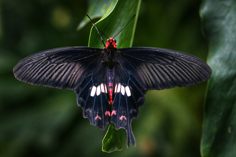 Butterfly Garden - Butterfly Garden 70 Airport Blvd., Singapore 819661