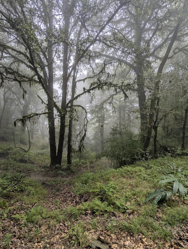 Binsar Wildlife Sanctuary - Binsar Wildlife Sanctuary PQ43+6H4, Binsar, Uttarakhand 263601, India