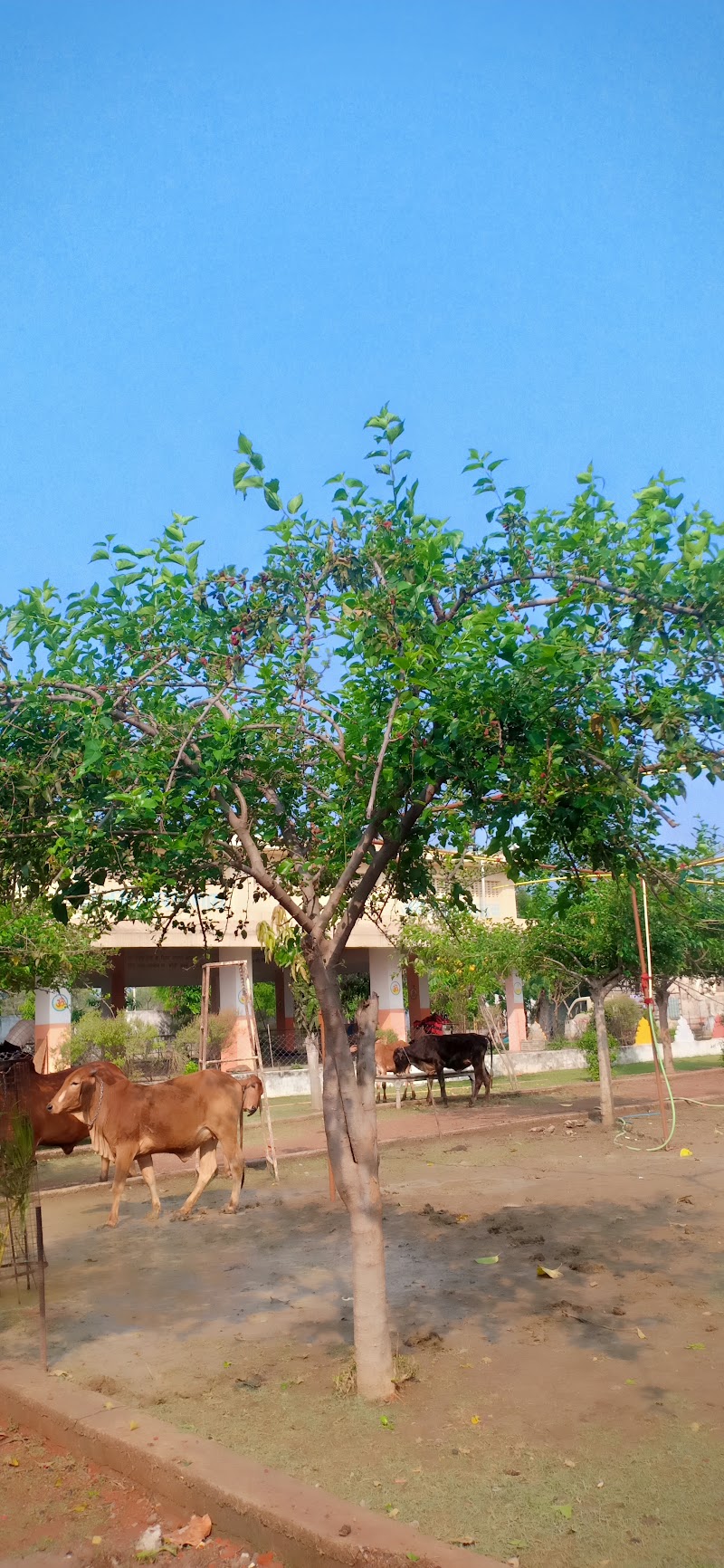 Sant Shri Asharamji Ashram Durg Chhattisgarh - Sant Shri Asharamji Ashram Durg Chhattisgarh 67QJ+GPM, Chikhli, Chhattisgarh 491001, India