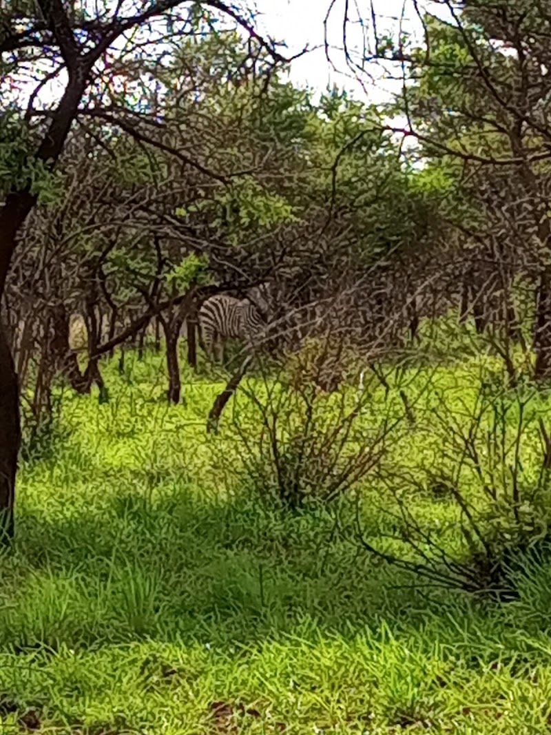 Tshabalala Game Sanctuary - Tshabalala Game Sanctuary, QH55+2MP, Bulawayo, Zimbabwe