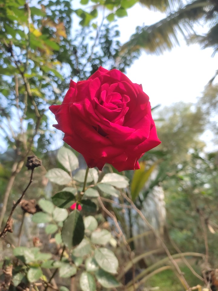 Go Green Garden - Go Green Garden, 4PHC+VQM, Bhandarpuri, Odisha 768042, India