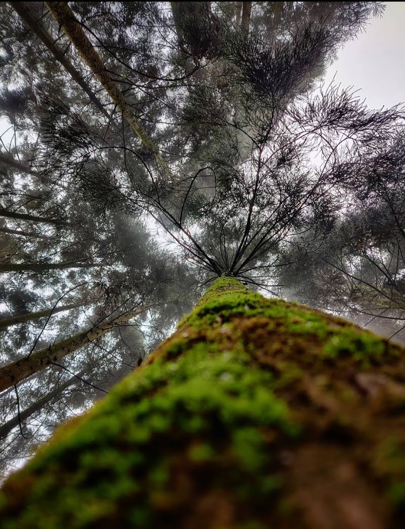 Majestic Pine Forest - Majestic Pine Forest X4VW+5PP, Mim Nagri Range, West Bengal 734221, India