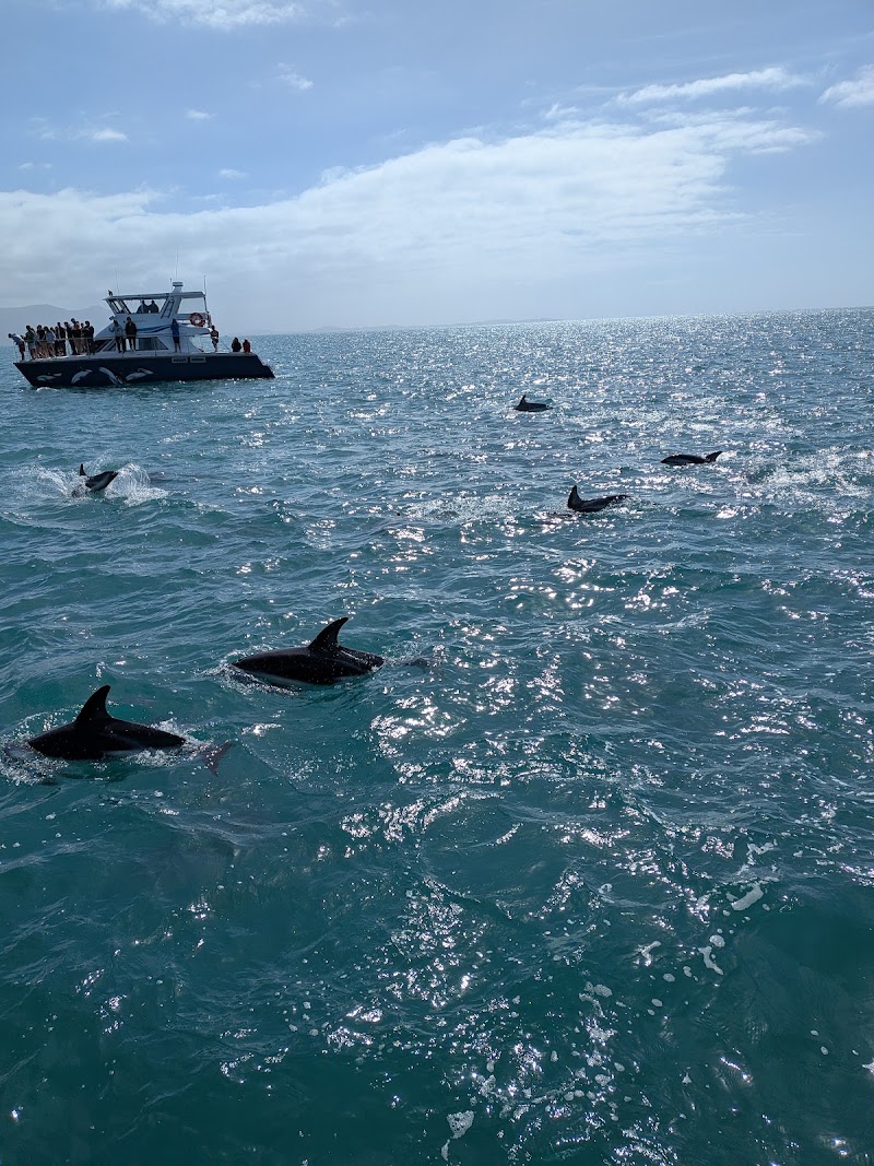 Encounter Kaikoura (Dolphin Encounter) - Encounter Kaikoura (Dolphin Encounter) 96 Esplanade, Kaikōura 7300, New Zealand
