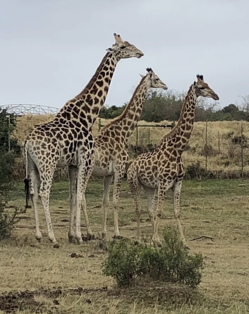 Kwantu Private Game Reserve - Kwantu Private Game Reserve, 1 Daniel street, Sidbury, 6130, South Africa