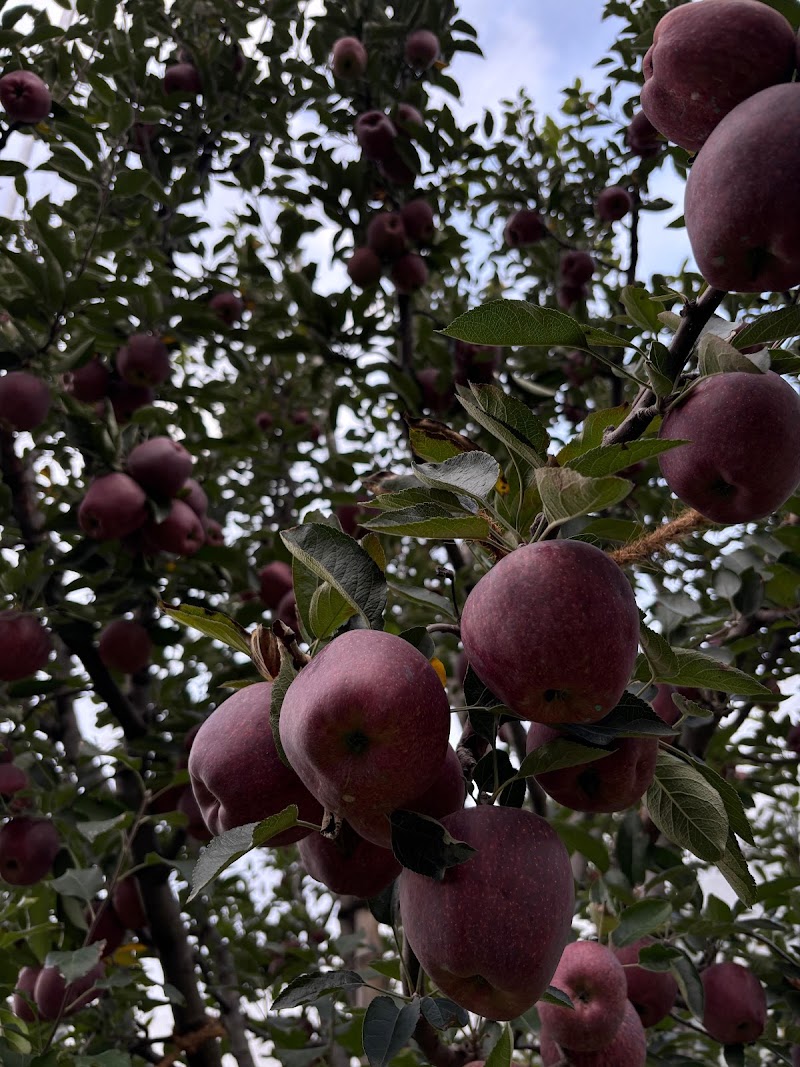 PS Orchards Kalna - PS Orchards Kalna, Kalna, Darbar Balsan, Himachal Pradesh 171220, India