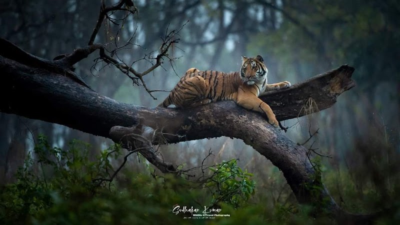 Tarun Corbett