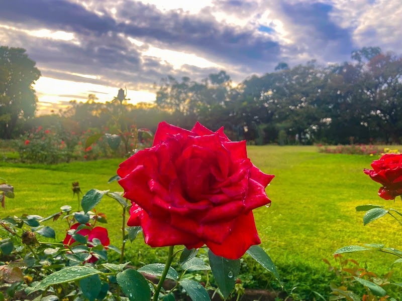 Zakir Hussain Rose Garden - Zakir Hussain Rose Garden Jan Marg, 16B, Sector 16, Chandigarh, 160015, India