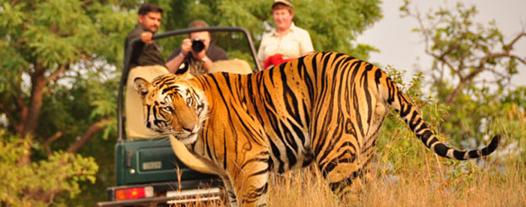 River Valley Resort - River Valley Resort Singara Rd, Masinagudi, Tamil Nadu 643223, India