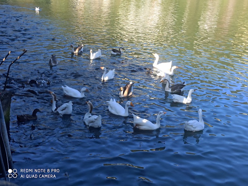 Naini Lake - Naini Lake 9FM7+57Q, Ayarpatta, Nainital, Uttarakhand 263001, India
