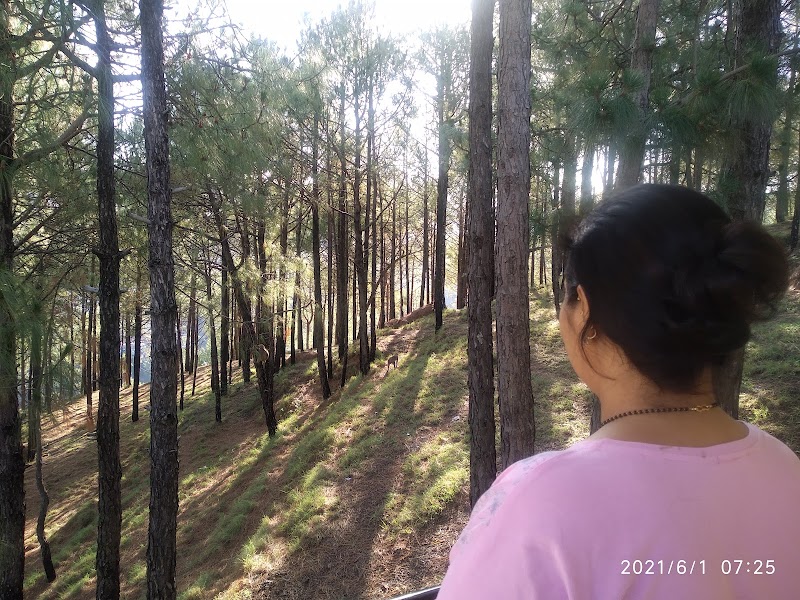 pine villa - pine villa Lawrence school Road Sukhi Johri Chowk, Dharampur, Himachal Pradesh 173209, India
