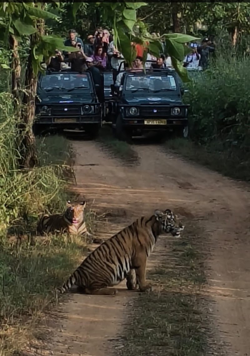 Panna Tiger Safari