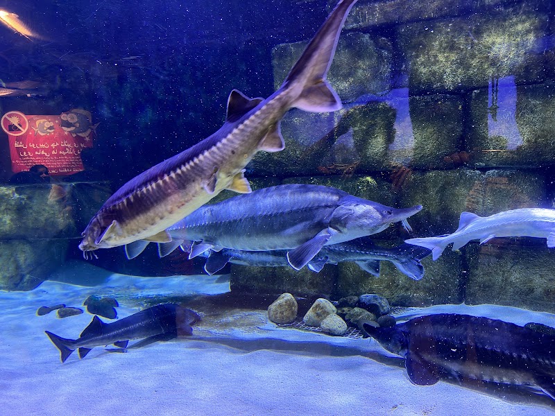 Funtastic Aquarium - Funtastic Aquarium, Gilan Province, Bandar Anzali, منطقه آزاد انزلی،کیلومتر 5، Fatehi Blvd, FM3F+8XX, Iran